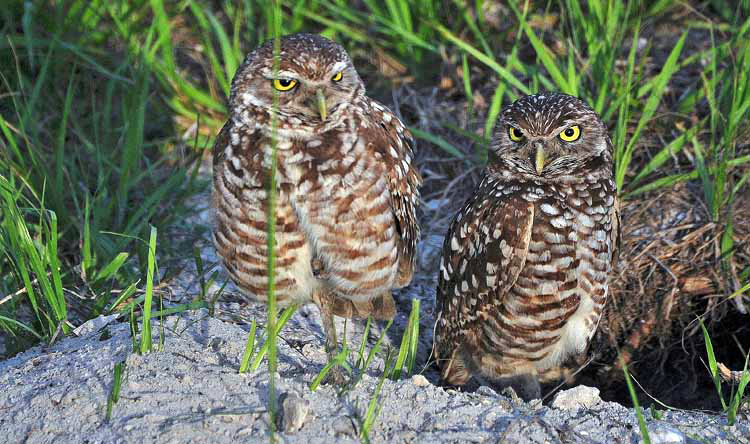 burrowing owls